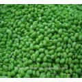 Frozen IQF Green Peas